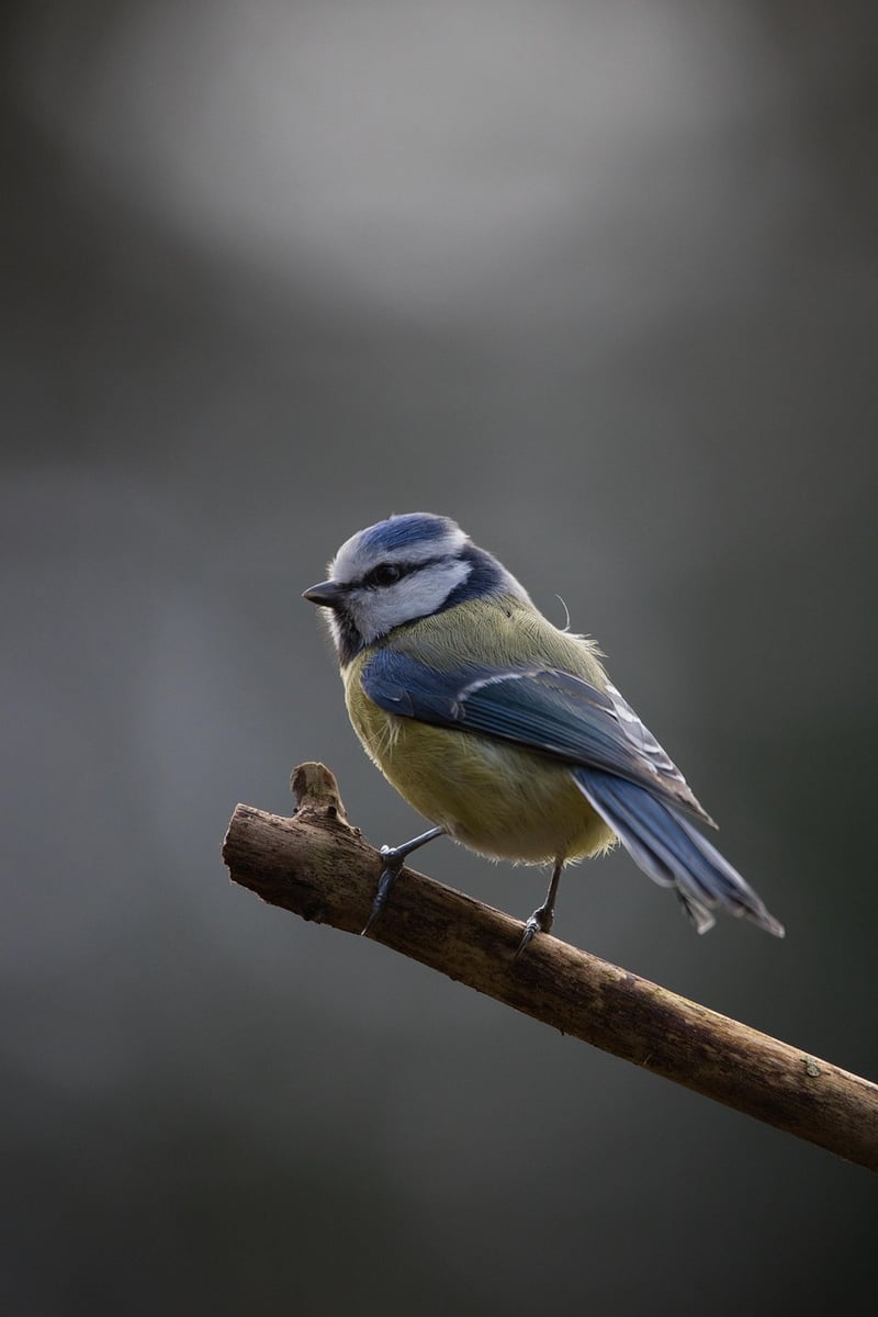 Wildlife Photography