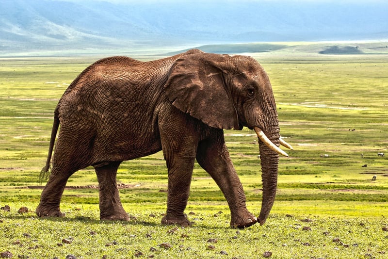 Wildlife
